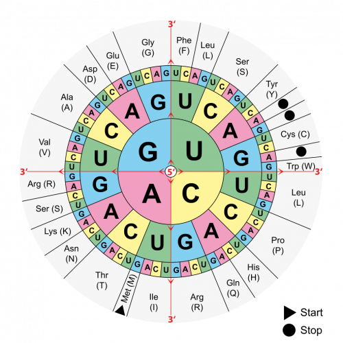 Amino acids table